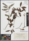 Foto von Salix appendiculata Vill. x Salix eleagnos Scop.